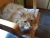 kater1.JPG