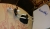 Eurosky_Patch_LNB.jpg